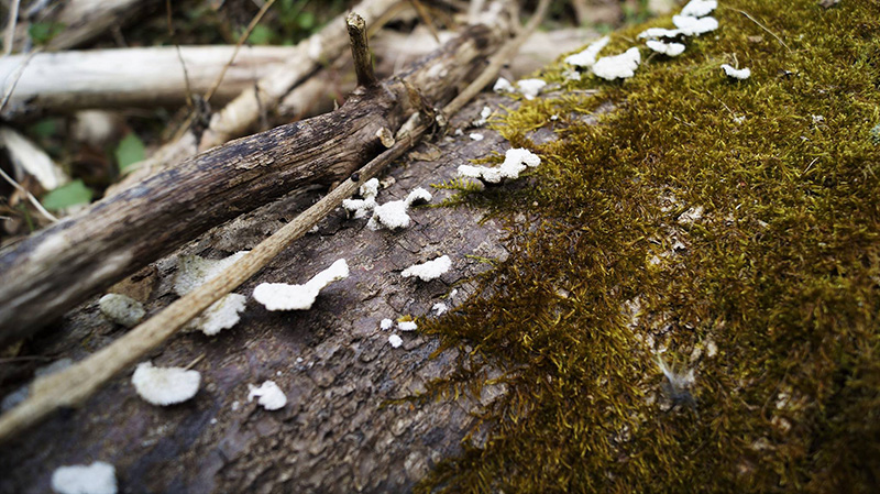 An der Rhumequelle bei Rhumspringe