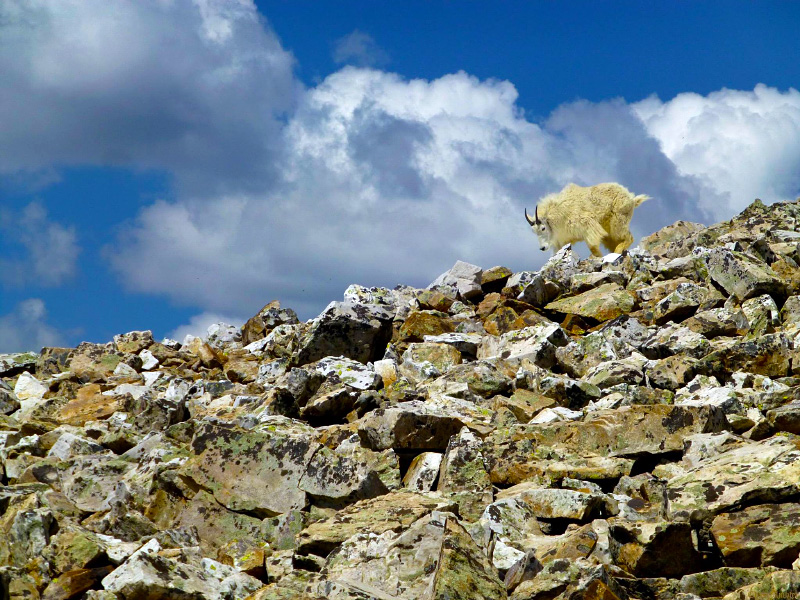 Rocky Mountain Black Metal Goat