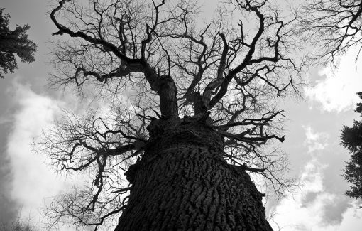 Zwei Jahre Waldhalla