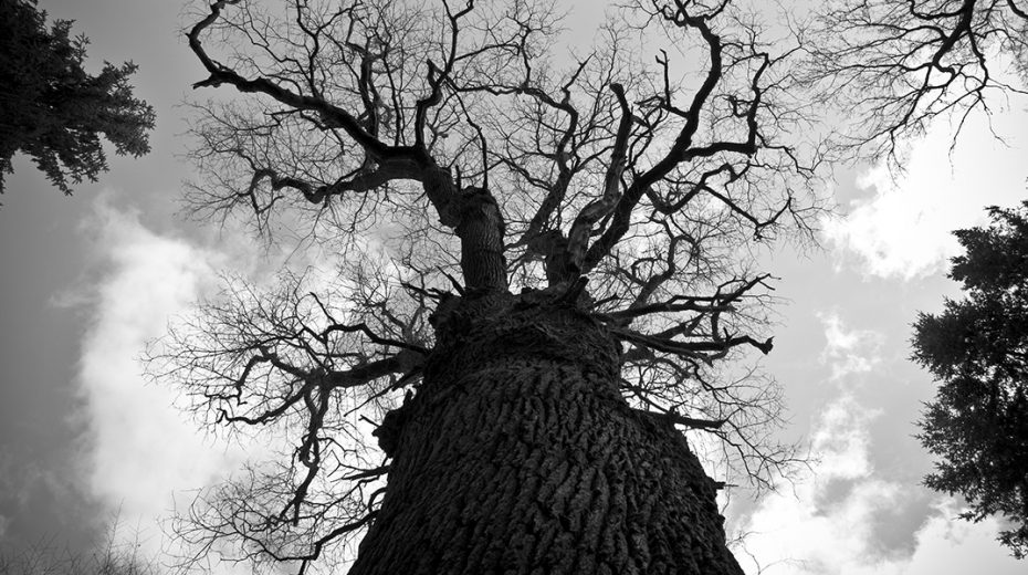 Zwei Jahre Waldhalla