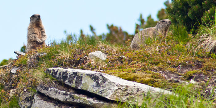 Online-Magazin-Teaser