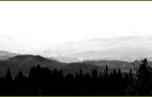 Into the Mighty Forest Part I