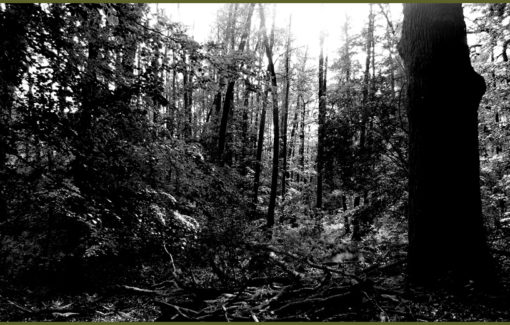 Into the Mighty Forest Part II