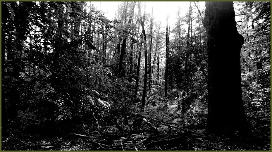 Into the Mighty Forest Part II