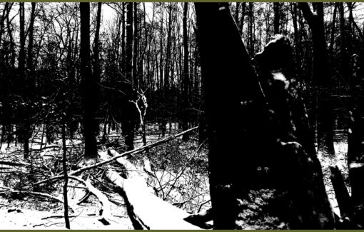 Into the Mighty Forest Part III