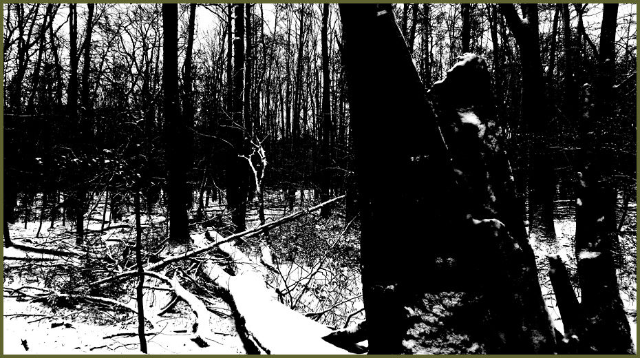 Into the Mighty Forest Part III